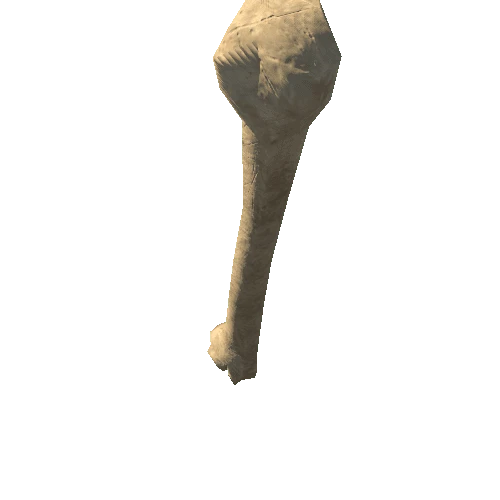 Bone_Humerus 1